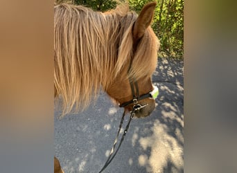 Icelandic Horse, Mare, 12 years, 13,3 hh, Chestnut-Red