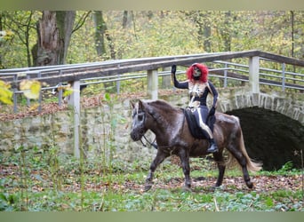 Icelandic Horse, Mare, 12 years, 13,3 hh