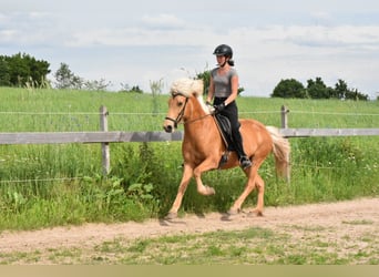 Icelandic Horse, Mare, 12 years, 13.3 hh, Palomino