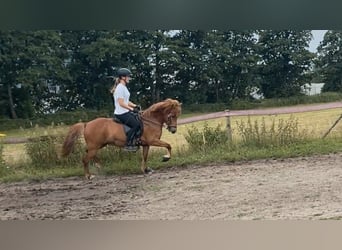 Icelandic Horse, Mare, 12 years, 13,1 hh, Chestnut-Red