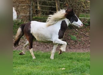 Icelandic Horse, Mare, 12 years, 13,1 hh, Pinto