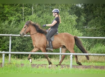 Icelandic Horse, Mare, 12 years, 13,2 hh, Brown