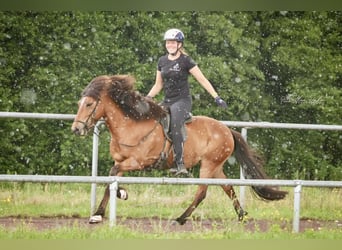 Icelandic Horse, Mare, 12 years, 13,2 hh, Brown