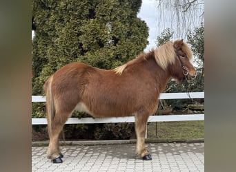 Icelandic Horse, Mare, 12 years, 13,2 hh, Chestnut-Red