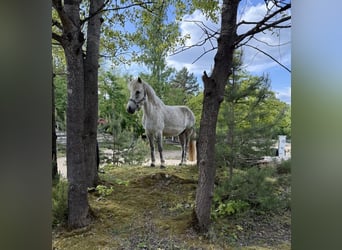 Icelandic Horse, Mare, 12 years, 13,2 hh, Gray-Fleabitten