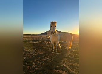 Icelandic Horse, Mare, 12 years, 13,2 hh, Grey