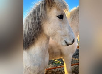 Icelandic Horse, Mare, 12 years, 13,2 hh, Grey