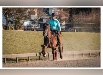 Icelandic Horse, Mare, 12 years, 13,2 hh, Grey