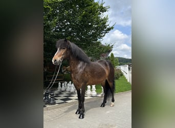 Icelandic Horse, Mare, 12 years, 14,1 hh, Brown