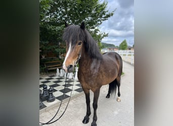 Icelandic Horse, Mare, 12 years, 14,1 hh, Brown