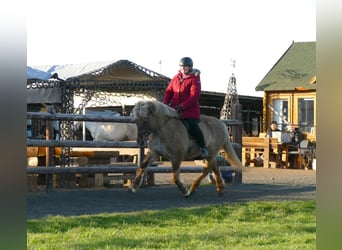 Icelandic Horse, Mare, 12 years, 14.2 hh, Dun
