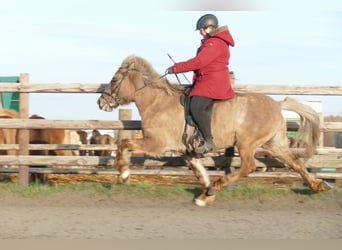 Icelandic Horse, Mare, 12 years, 14.2 hh, Dun