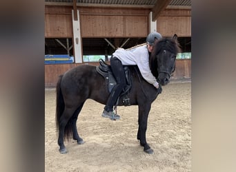 Icelandic Horse, Mare, 12 years, 14 hh, Black