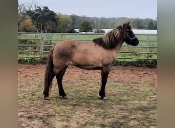 Icelandic Horse, Mare, 12 years, 14 hh, Dun