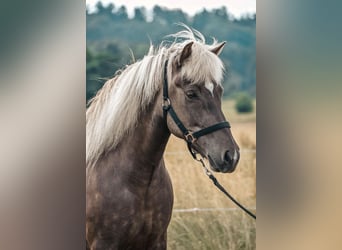 Icelandic Horse, Mare, 12 years, 14 hh