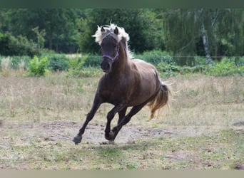 Icelandic Horse, Mare, 12 years, 14 hh