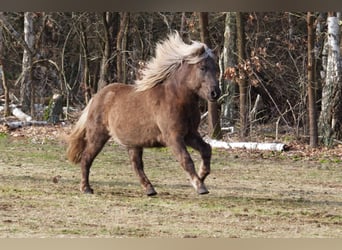 Icelandic Horse, Mare, 12 years, 14 hh