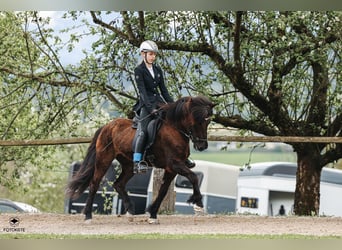Icelandic Horse, Mare, 12 years, 14,1 hh