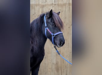 Icelandic Horse, Mare, 12 years, Black