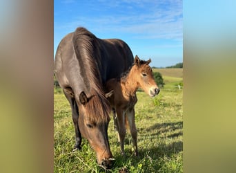 Icelandic Horse, Mare, 12 years, Brown