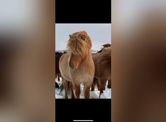 Icelandic Horse, Mare, 12 years, Dun