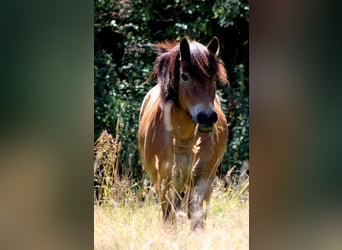 Icelandic Horse Mix, Mare, 13 years, 12,1 hh, Bay-Dark