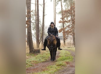 Icelandic Horse, Mare, 13 years, 12,3 hh, Black