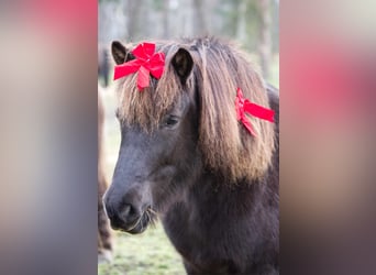 Icelandic Horse, Mare, 13 years, 12,3 hh, Black