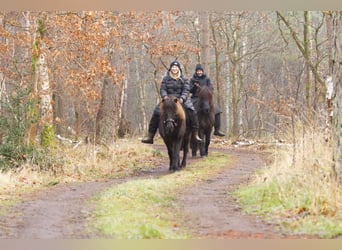 Icelandic Horse, Mare, 13 years, 12,3 hh, Black