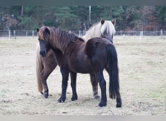 Icelandic Horse, Mare, 13 years, 12,3 hh, Black