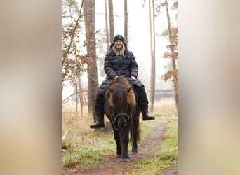 Icelandic Horse, Mare, 13 years, 12,3 hh, Black