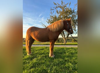 Icelandic Horse, Mare, 13 years, 12.3 hh, Chestnut-Red