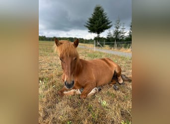 Icelandic Horse, Mare, 13 years, 12.3 hh, Chestnut-Red