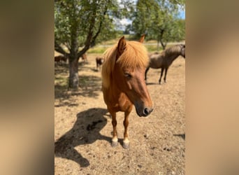 Icelandic Horse, Mare, 13 years, 12.3 hh, Chestnut-Red