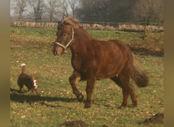 Icelandic Horse, Mare, 13 years, 13,1 hh, Chestnut