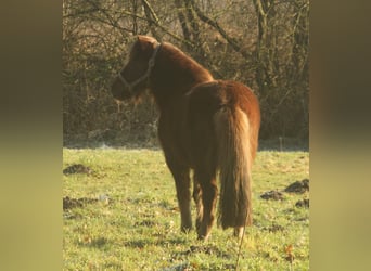 Icelandic Horse, Mare, 13 years, 13,1 hh, Chestnut