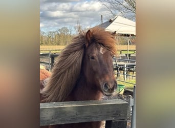 Icelandic Horse, Mare, 13 years, 13,1 hh, Chestnut