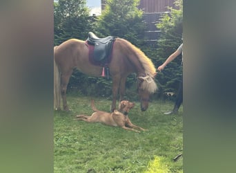 Icelandic Horse, Mare, 13 years, 13,1 hh, Chestnut-Red