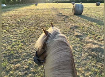 Icelandic Horse, Mare, 13 years, 13,1 hh, Chestnut-Red