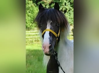 Icelandic Horse, Mare, 13 years, 13.1 hh, Pinto