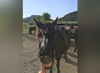 Icelandic Horse, Mare, 13 years, 13.1 hh, Smoky-Black