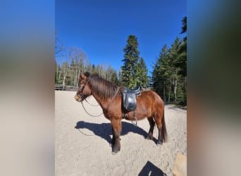 Icelandic Horse, Mare, 13 years, 13.2 hh, Bay-Dark
