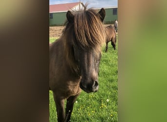 Icelandic Horse, Mare, 13 years, 13.2 hh, Black