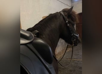 Icelandic Horse, Mare, 13 years, 13.2 hh, Black