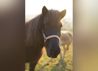 Icelandic Horse, Mare, 13 years, 13.2 hh, Black