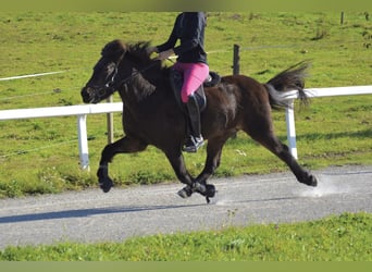 Icelandic Horse, Mare, 13 years, 13.2 hh, Brown