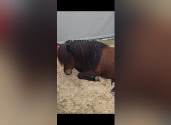 Icelandic Horse, Mare, 13 years, 13.2 hh, Brown