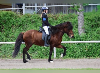 Icelandic Horse, Mare, 13 years, 13.2 hh, Brown