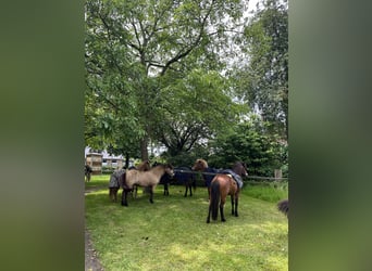 Icelandic Horse, Mare, 13 years, 13,2 hh, Buckskin