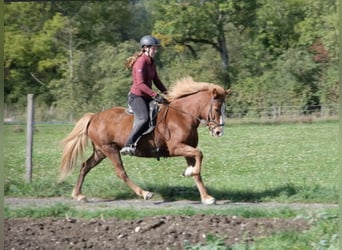 Icelandic Horse, Mare, 13 years, 13.2 hh, Chestnut-Red
